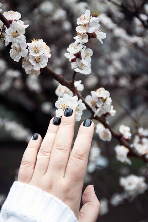 Female hand with black manicure touches apricot flowers on a tree. Close-up. Copy space. Minimalism, moody toning, selective focus. blur. the trend.の写真素材