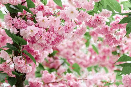 Background from pink sakura flowers in bloom on a tree in the sunlight. close-up, selective focus, blur. Copy space.の写真素材