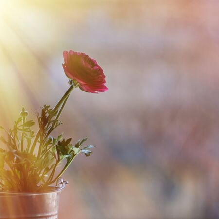 One flower a red buttercup in a flowerpot-bucket on a windowsill in the sunlight and blur. Copy space.の写真素材