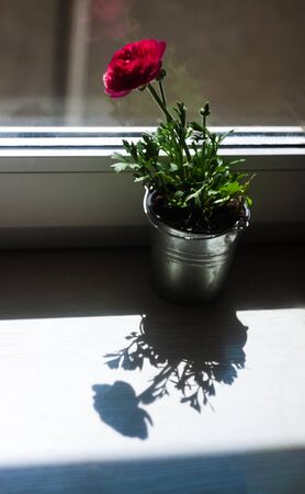 One flower is a red buttercup in a flowerpot-bucket on a windowsill in the sunlight and blur and its shadow. Copy space.の写真素材