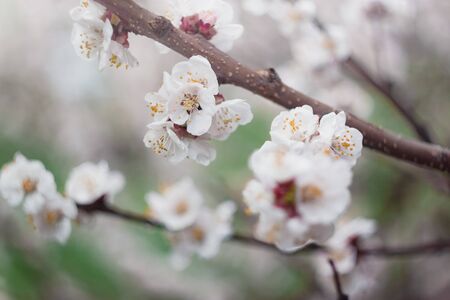 Apricot flowers on a tree, in the sunlight. Close-up. Selective focus. Blur . Moody toning, trend.の写真素材