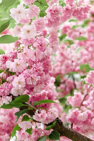 Background from pink sakura flowers in bloom on a tree in the sunlight. close-up, selective focus, blur. Copy space.の写真素材