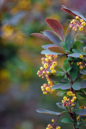 Beautiful photo of a bush with yellow flowers of mahonia after rain with selective focus and bokehの写真素材