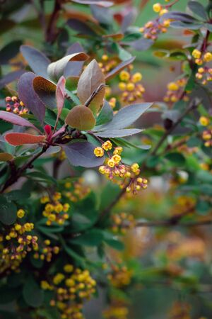 Beautiful photo of a bush with yellow flowers of mahonia after rain with selective focus and bokehの写真素材