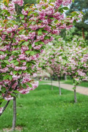 Park with an alley of young trees with blooming pink sakura in Ukraine, Kiev.の写真素材