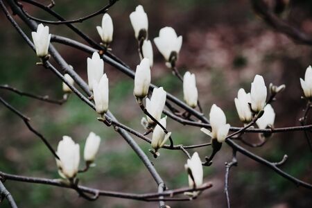Background of white magnolia buds on a tree.の写真素材