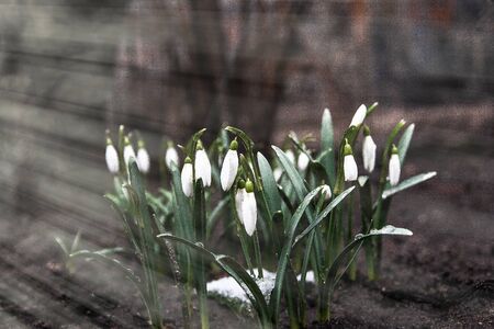 Spring flowers white snowdrops in the forest in the sunlight, rays. Selective focus, blur. Concept, the beginning of spring. Copy space.の写真素材