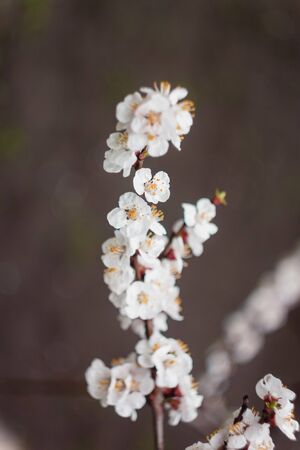Apricot flowers on a tree, in the sunlight. Close-up. Selective focus. Blur . Moody toning, trend.の写真素材
