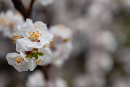 Apricot flowers on a tree, in the sunlight. Close-up. Selective focus. Blur . Moody toning, trend.の写真素材