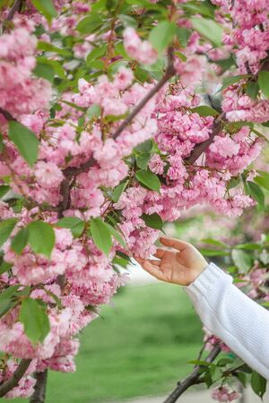female hands in a white knitted sweater touch a tree of blooming pink sakura in a city park Kiev, Ukraine. Selective focus, blur, copy space.の写真素材