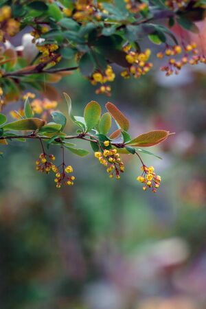 Beautiful photo of a bush with yellow flowers of mahonia after rain with selective focus and bokehの写真素材