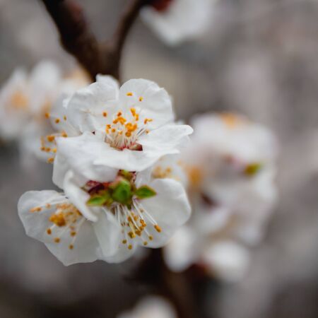 Apricot flowers on a tree, in the sunlight. Close-up. Selective focus. Blur . Moody toning, trend.の写真素材