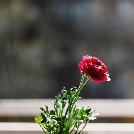 One flower a red buttercup in a flowerpot-bucket on a windowsill in the sunlight and blur. Copy...