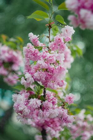 Background from pink sakura flowers in bloom on a tree in the sunlight. close-up, selective focus, blur. Copy space.の写真素材