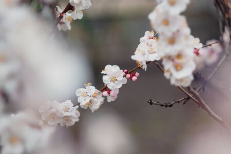 Apricot flowers on a tree, in the sunlight. Close-up. Selective focus. Blur . Moody toning, trend.の写真素材
