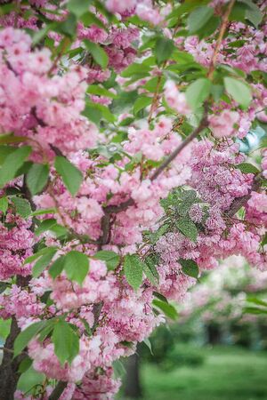 Background from pink sakura flowers in bloom on a tree in the sunlight. close-up, selective focus,...