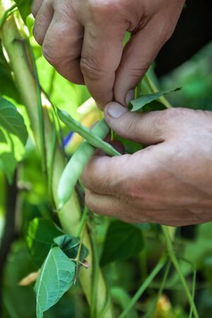Gardening and agriculture concept. Female farm worker hand harvesting green fresh ripe organic peas on branch in garden. Vegan vegetarian home grown food production. Woman picking pea podsの写真素材