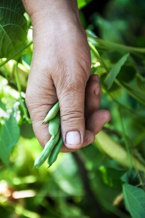 Gardening and agriculture concept. Female farm worker hand harvesting green fresh ripe organic peas on branch in garden. Vegan vegetarian home grown food production. Woman picking pea podsの写真素材