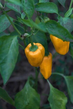 Yellow and orange bell pepper plant in a vegetable garden, ready to harvestの写真素材
