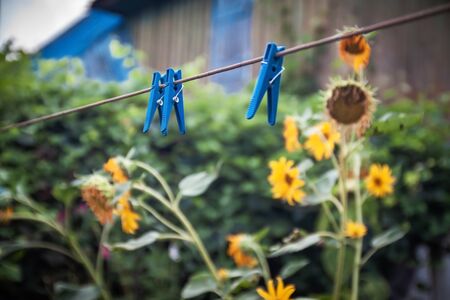 Blue plastic clothespins on a rope against the background of an old house and sunflower flowers. Selective focus.の写真素材