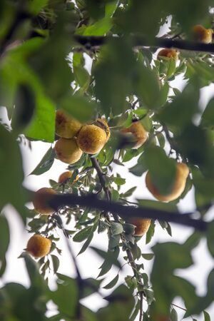 garden ripe yellow pears on a tree in the rain. Harvesting in the garden. Organic natural food conceptの写真素材
