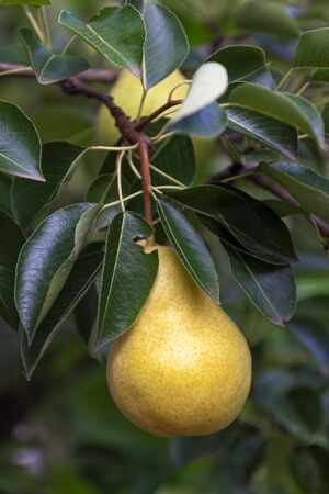one or two garden ripe yellow pear on a tree in the rain. Close-up. Harvesting in the garden. Organic natural food concept. Selective focus.の写真素材