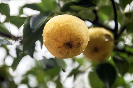 one or two garden ripe yellow pear on a tree in the rain. Close-up. Harvesting in the garden. Organic natural food concept. Selective focus.の写真素材