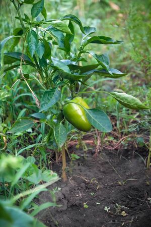Sweet Bulgarian green pepper is ripening on a bush in the garden. Organic natural food conceptの写真素材