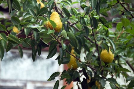 garden ripe yellow pears on a tree in the rain. Harvesting in the garden. Organic natural food conceptの写真素材