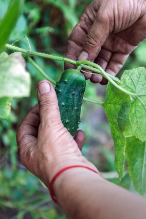 Hand of farmer hold Green cucumber on a branch in a greenhouse. Farmer family business. Delivery and sale of fresh vegetables. Seasonal Harvest. Healthy Nutrition for Vegans and Vegetarians. GMO freeの写真素材