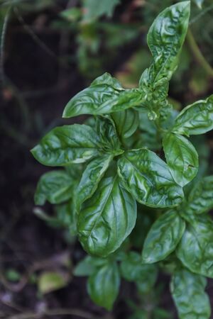 bush of juicy green basil in the vegetable garden. Ecological natural food concept. View from aboveの写真素材