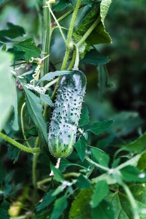 The growth and blooming of greenhouse cucumbers, vertical planting. Growing organic food. Cucumbers harvestの写真素材