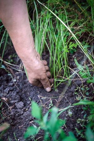 Female Hands Pull Out Weeds From Ground Garden. Weeding Weeds. Struggle Weeds Close Up.の写真素材