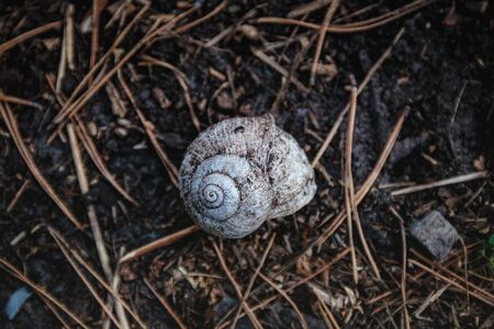 Empty white shell of a snail house in the forest on dry branches, closeup. View from above.の写真素材