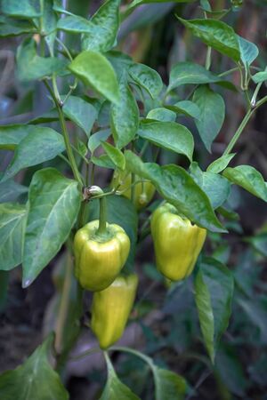 Sweet Bulgarian green pepper is ripening on a bush in the garden. Organic natural food conceptの写真素材