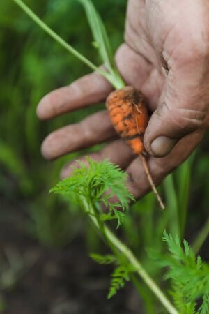 Harvesting organic carrots in the vegetable garden. Cropped female hands pull carrots from the...