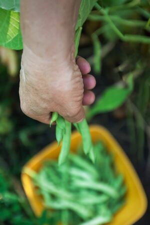 Gardening and agriculture concept. Female farm worker hand harvesting green fresh ripe organic peas on branch in garden. Vegan vegetarian home grown food production. Woman picking pea podsの写真素材