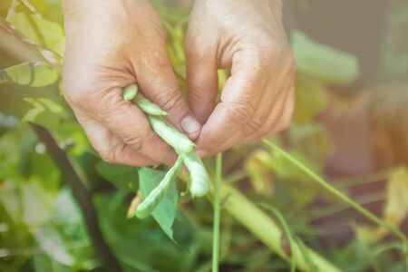 Gardening and agriculture concept. Female farm worker hand harvesting green fresh ripe organic peas on branch in garden. Vegan vegetarian home grown food production. Woman picking pea podsの写真素材