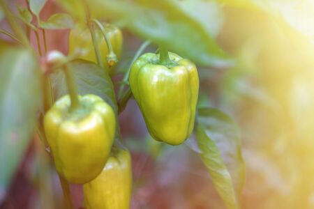 Sweet Bulgarian green pepper is ripening on a bush in the garden. Organic natural food conceptの写真素材