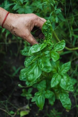 Cropped female hand harvests green basil in the vegetable garden. Ecological Natural Food Conceptの写真素材