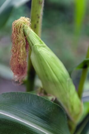Baby corn fruit on plant.Close up of young corn hair in the garden, Full grown maize plants in plantation on countryside, Sweet corn with green leaves in the field,の写真素材
