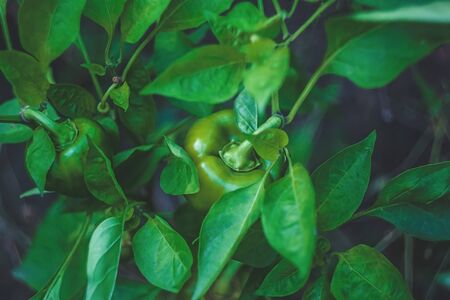 Sweet Bulgarian green pepper is ripening on a bush in the garden. Organic natural food conceptの写真素材