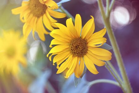Closeup of yellow garden flowers in the sunlight. Perennial yellow spring daisies in the garden.の写真素材