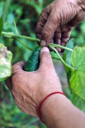 Hand of farmer hold Green cucumber on a branch in a greenhouse. Farmer family business. Delivery and sale of fresh vegetables. Seasonal Harvest. Healthy Nutrition for Vegans and Vegetarians. GMO freeの写真素材