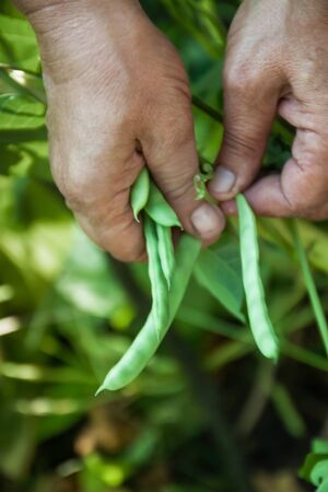 Gardening and agriculture concept. Female farm worker hand harvesting green fresh ripe organic peas...
