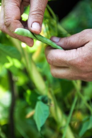 Gardening and agriculture concept. Female farm worker hand harvesting green fresh ripe organic peas on branch in garden. Vegan vegetarian home grown food production. Woman picking pea podsの写真素材