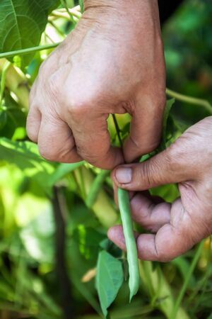 Gardening and agriculture concept. Female farm worker hand harvesting green fresh ripe organic peas on branch in garden. Vegan vegetarian home grown food production. Woman picking pea podsの写真素材