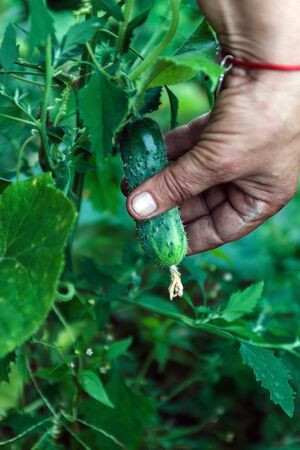 Hand of farmer hold Green cucumber on a branch in a greenhouse. Farmer family business. Delivery and sale of fresh vegetables. Seasonal Harvest. Healthy Nutrition for Vegans and Vegetarians. GMO freeの写真素材