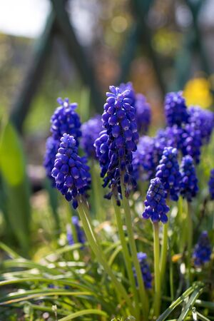 The first spring flowers are blue-violet muscari on a flowerbed in the garden on a sunny day. Close-up, selective focus.の写真素材