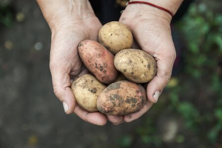 Assorted White and red dirty fruit potatoes in female hands, close-up. view from above. Copy space.の写真素材